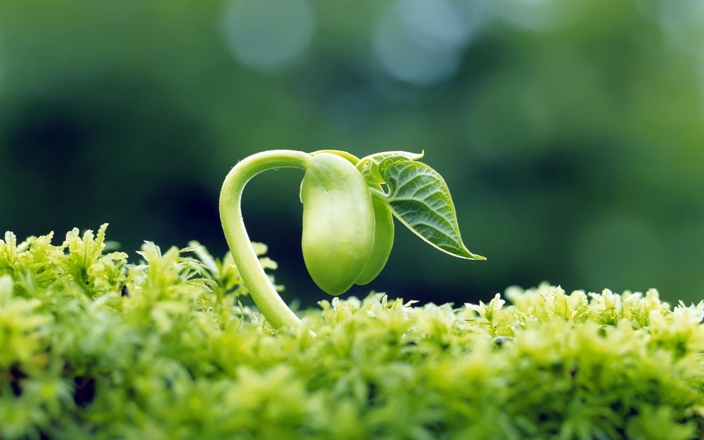 Sprout-leaves-fresh-HD-Desktop-Wallpapers-1440×900 