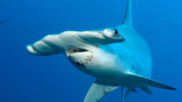 5 Of The Scariest Sharks In The World