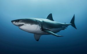 5 Of The Scariest Sharks In The World