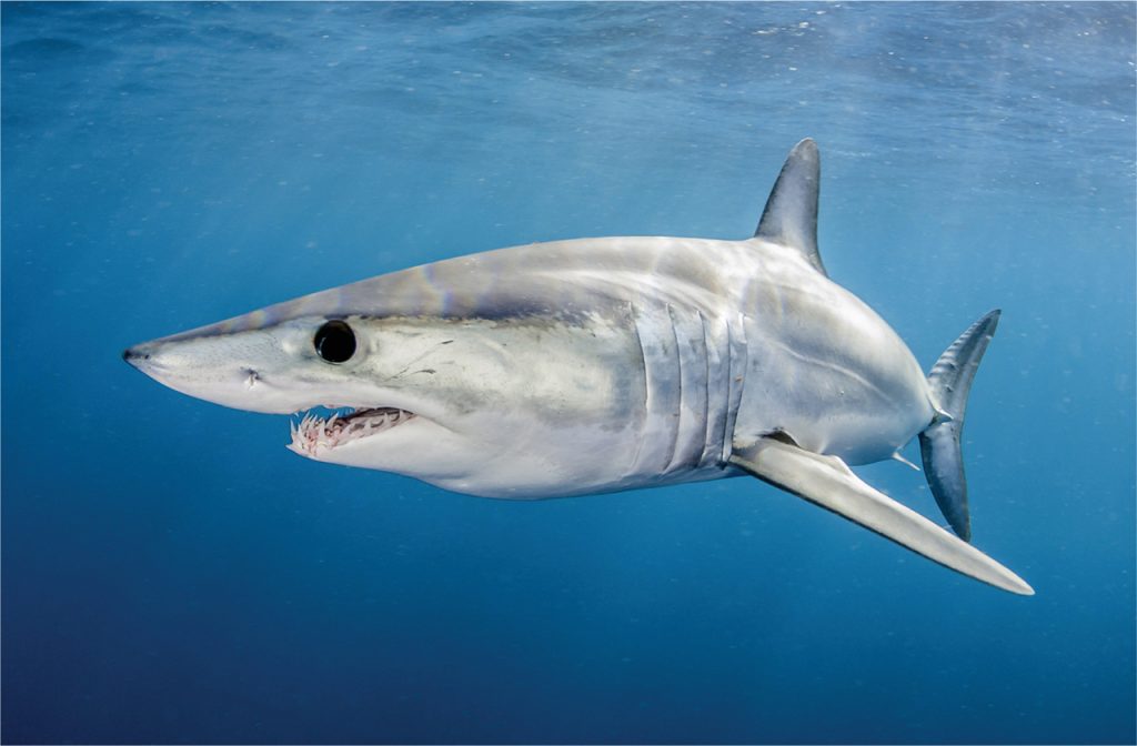 5 Of The Scariest Sharks In The World