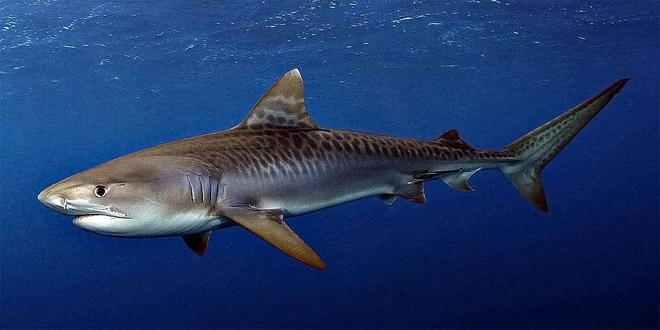 5 Of The Scariest Sharks In The World