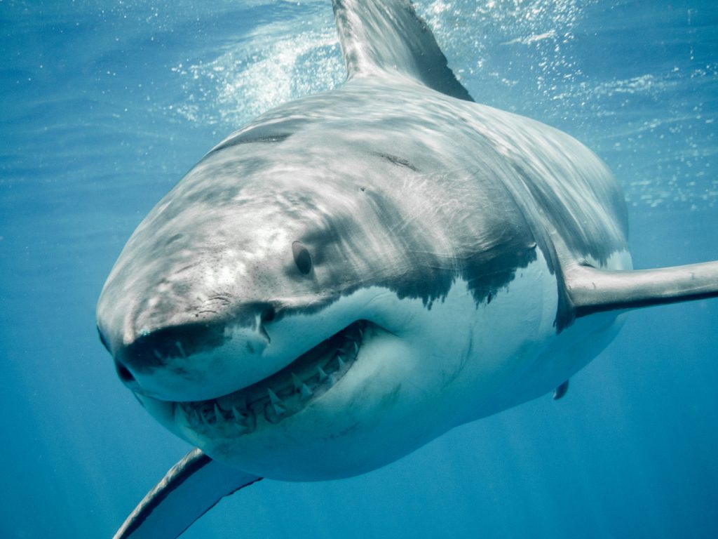 5 Of The Scariest Sharks In The World